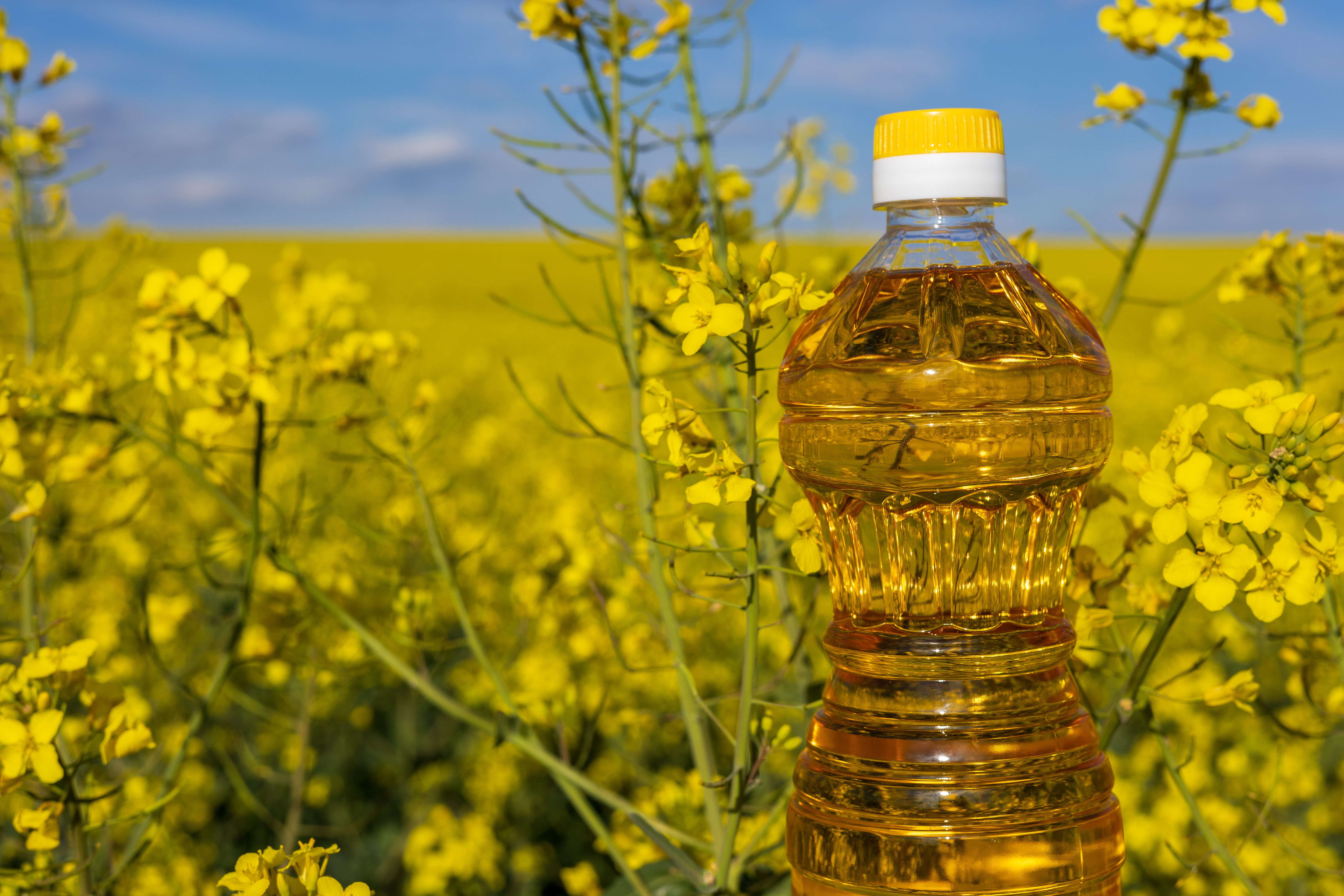 Edible Oil
