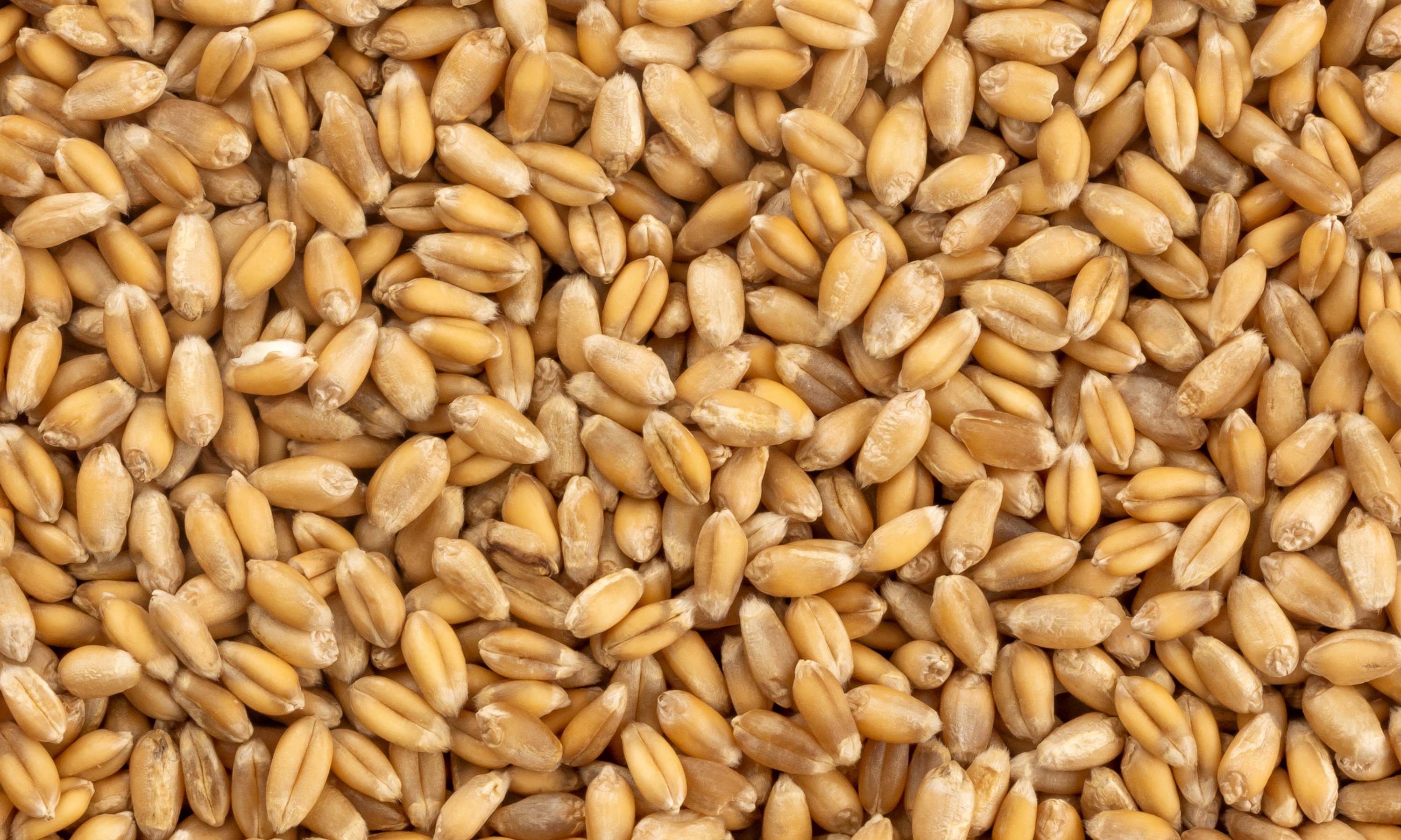 Wheat